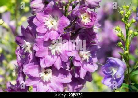 Pink, Larkspur, Delphinium Astolat, Blumenkopf, Delphinien, Hybriden, Garten, Blumen Stockfoto