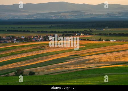 Schöne, in Streifen auf hügeligen Feldern angeordnete Bio-Pflanzen Stockfoto