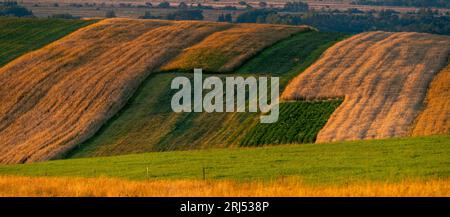 Schöne, in Streifen auf hügeligen Feldern angeordnete Bio-Pflanzen Stockfoto