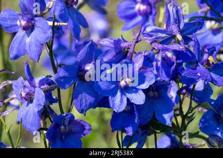 Blau, Blumen, Garten, Hardy, Larkspur, Delphinium elatum, Delphinium Bellamosum, Delphinium belladonna Stockfoto