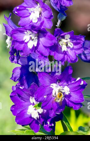 August, Flower, Portrait, Plant, Delphinium 'King Arthur', Larkspur in garden Stock Photo