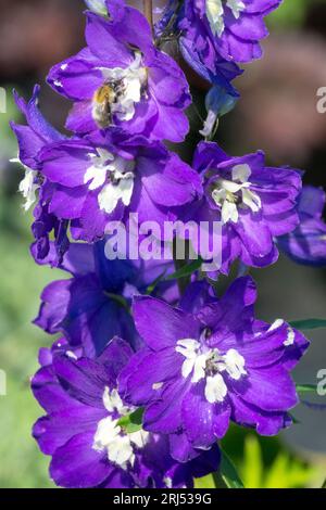 Delphinium „King Arthur“, Blau, Blume, Larkspur, Blumen, Hochformat Stockfoto