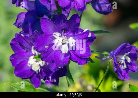 Pazifik, Delphinium „King Arthur“, Blume, Blau, Larkspur, Blühen, Blumen, Garten, Nahaufnahme Stockfoto