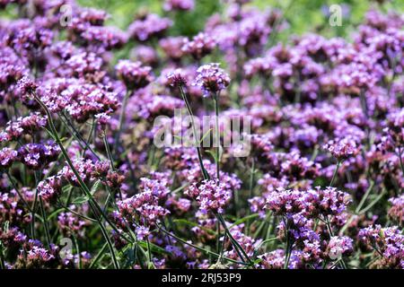 Argentinisches Eisenkraut, Lila, Blume, Verbena bonariensis „Lollipop“, Verbena „Lollipop“ Stockfoto