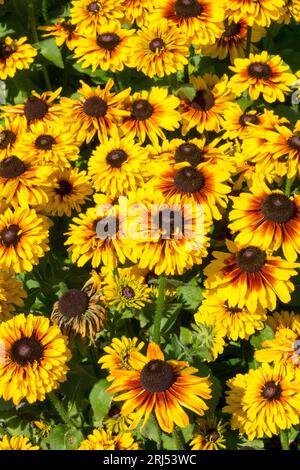 Gelb, mehrjährig, Rudbeckias, Gloriosa Daisies, Rudbeckia 'Compact Double Dark Ring' im Garten Stockfoto
