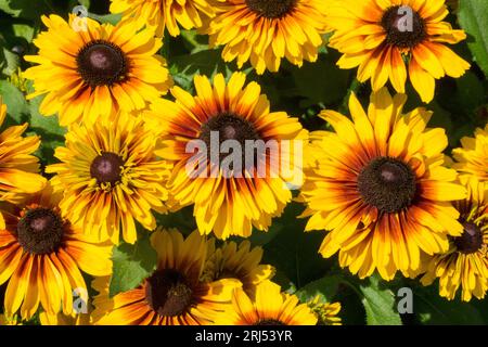 Orange, Rudbeckia Compact, Doppelter Dunkler Ring, Blume Stockfoto