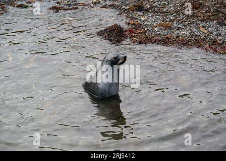 Eine Jungfellrobbe im Wasser Stockfoto