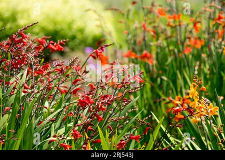 Crocosmia im Garten Crocosmias Rot Orange mehrjährige Pflanzen Blumen Border Garden August Sommer blühend Crocosmias Bunte krautige Kanten Grün Stockfoto