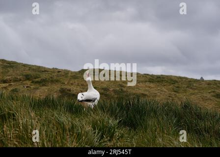 A displaying wandering albatross Stock Photo