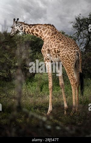 Wilde majestätische große Maasai Giraffe in der Savanne im Serengeti-Nationalpark, Tansania, Afrika Stockfoto