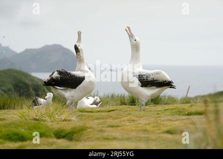 Wanderalbatros werden angezeigt Stockfoto