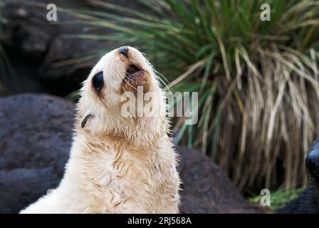 Ein blonder Robbenjunge in Südgeorgien Stockfoto