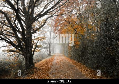 Einsamer Weg im Herbst an einem nebligen Tag. Stockfoto