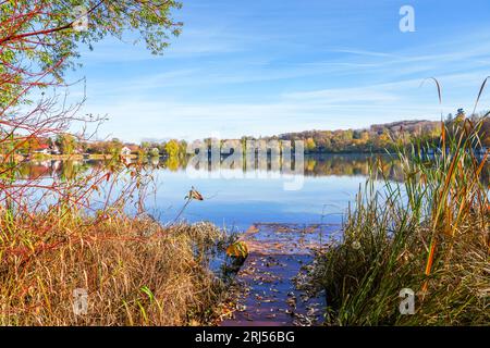 Wesslinger See in Wessling im Landkreis Starnberg in Bayern. Herbstlandschaft am See. Idyllische Natur. Stockfoto