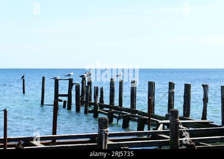 Ein alter Steg am Hafen des Fischerdorfes Vitt bietet Ruheplätze für verschiedene Seevögel Stockfoto