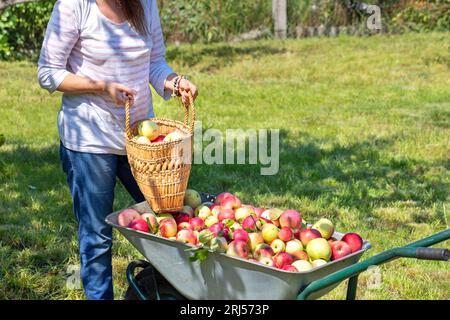 Eine Frau erntet an einem Sommertag Äpfel in einem Strohkorb, die reif saftig sind. Stockfoto