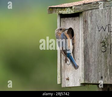 Ein weiblicher westlicher Blauvogel, der auf einem bewaldeten Vogelhaus thront. Stockfoto
