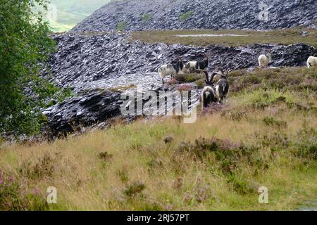 Wildziegen im Schieferbruch Dinorwig Stockfoto