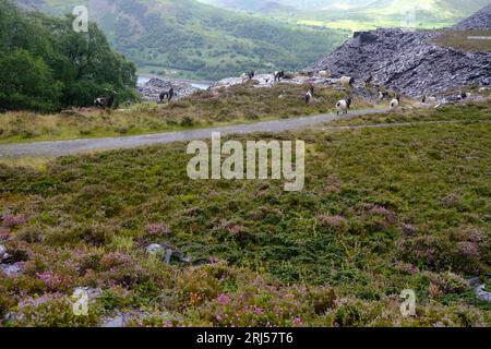 Wildziegen im Schieferbruch Dinorwig Stockfoto