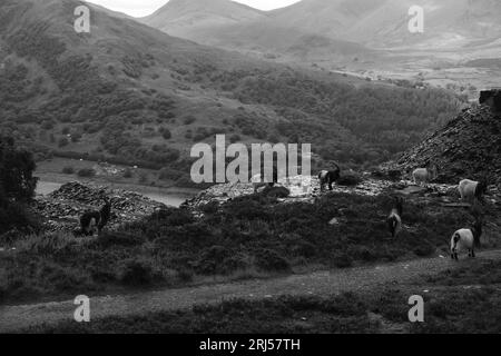 Wildziegen im Schieferbruch Dinorwig Stockfoto