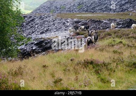 Wildziegen im Schieferbruch Dinorwig Stockfoto