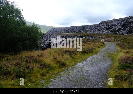 Wildziegen im Schieferbruch Dinorwig Stockfoto