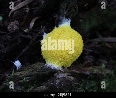 Gelbe Schleimform mit Befestigung – Makro – Fuligo septica Stockfoto