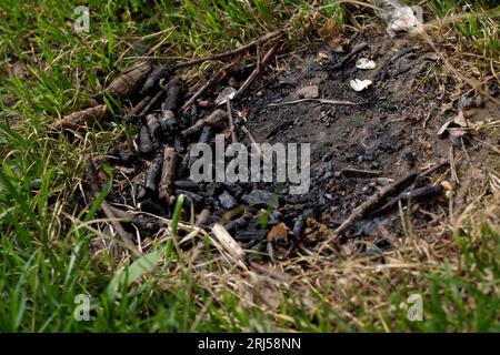 Foto von geschwärztem Gras nach dem Feuer und grünem Gras um den Standort herum Stockfoto