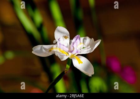 Zarte Blume von wilder Iris, Dietes grandiflora, mit australischer eleganter Lynx-Spinne, Oxyopes elegans, auf einem Blütenblatt. Garten in Queensland, im Sommer. Stockfoto