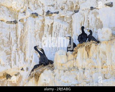 Eine Gruppe großer Kormorane ruht in ihren Nestern auf einer Klippe in der Nähe des Meeres in Nordfrankreich Stockfoto