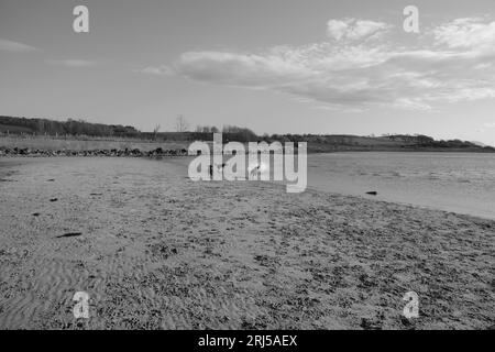 Spielende Hunde am Strand Stockfoto