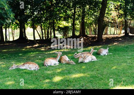 Eine Herde Damhirsche, die an einem heißen Tag im Schatten auf dem Gras liegen. Stockfoto