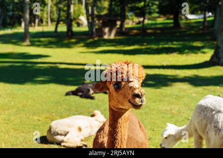 Porträt eines jungen braunen Schornalpakas auf einem Rasen auf einer Alpakafarm. Stockfoto