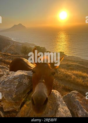 Ein Maultier bei Sonnenuntergang auf der Insel Amorgos in Griechenland. Esel und Maultiere werden auf Amorgos immer noch für den Transport von Gütern und Proviant verwendet. Stockfoto