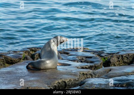 Porträt eines Seelöwen in La Jolla Cove, San Diego, Kalifornien Stockfoto