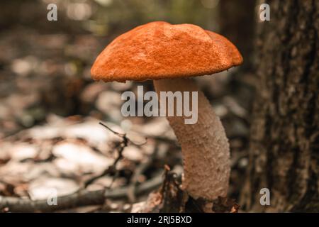Essbare Pilze Boletus Nahaufnahme im Wald. Stockfoto