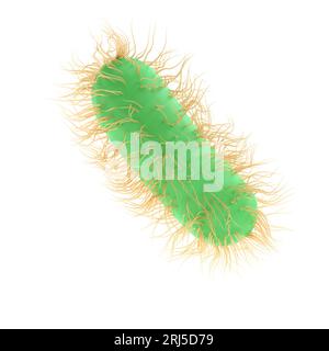 3D-Darstellung Escherichia coli der pathogenen Bakterienmedizin, Salmonella typhosa mit flagellenmikroskopischer Sicht in Flüssigkeit. Medizinisch Stockfoto