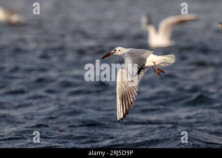 Fliegende Jungmöwe mit schwarzem Kopf, die einen Klumpen getrockneter Seegras trägt. Neugierige Gewohnheit der Möwen, die Seegras pflücken und tragen. Malta, Mittelmeer Stockfoto