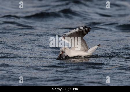 Juvenile Schwarzkopfmöwe, die ein Seegrasrhizom aufnimmt. Neugierige Gewohnheit der Möwen, die Seegras pflücken und tragen. Malta, Mittelmeer Stockfoto