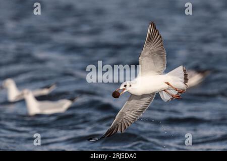 Fliegende Jungmöwe mit schwarzem Kopf, die eine Kugel getrockneter Seegras trägt. Neugierige Gewohnheit, Möwen zu pflücken und Seegras zu tragen. Malta, Mittelmeer Stockfoto