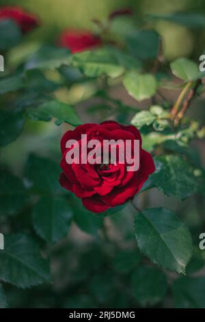 Eine Nahaufnahme einer roten Rosen, die im grünen Laub wächst Stockfoto