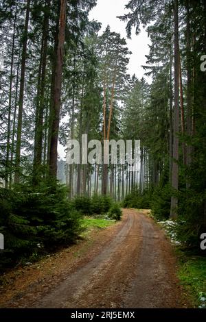 Verlassener Nadelwald Mit Schmalschotterstraße In Niederösterreich (Waldviertel) In Österreich Stockfoto