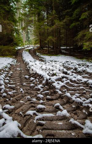 Verlassener Nadelwald Mit Schmalschotterstraße In Niederösterreich (Waldviertel) In Österreich Stockfoto