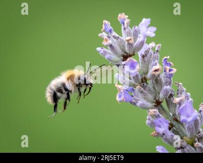 Die Hummel fliegt zu ihrer Lieblingsblume. Devon, England: HÜBSCHE Bilder, die in Devon aufgenommen wurden, zeigen einige Hummeln, die sich von wunderschönem Lavendel ernähren Stockfoto