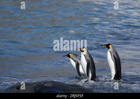 Königspinguine betreten das Wasser am Strand - Südgeorgien-Insel, Goldhafen - Antarktis-Expedition Stockfoto