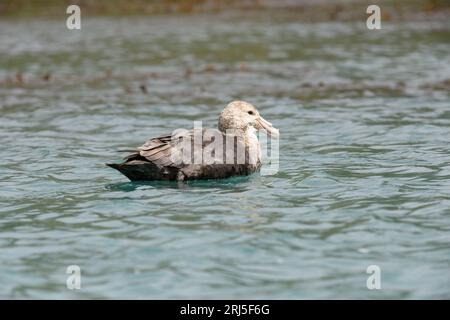 Southern Giant Petrel (Macronectes giganteus) sitzt auf dem Wasser in der Nähe von South Georgia Island bei Cooper Bay - Antarktis Expeditionskreuzfahrt Stockfoto