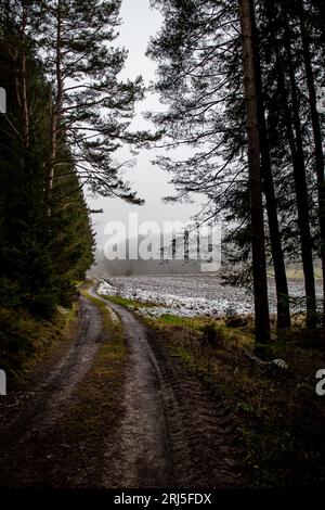 Verlassener Nadelwald Mit Schmalschotterstraße In Niederösterreich (Waldviertel) In Österreich Stockfoto