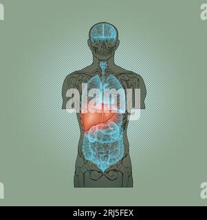 Illustration Series: Skelett mit menschlichen Organen. Abbildung 6 von 10 Stockfoto