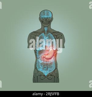Illustration Series: Skelett mit menschlichen Organen. Abbildung 7 von 10 Stockfoto
