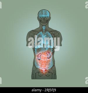 Illustration Series: Skelett mit menschlichen Organen. Abbildung 8 von 10 Stockfoto